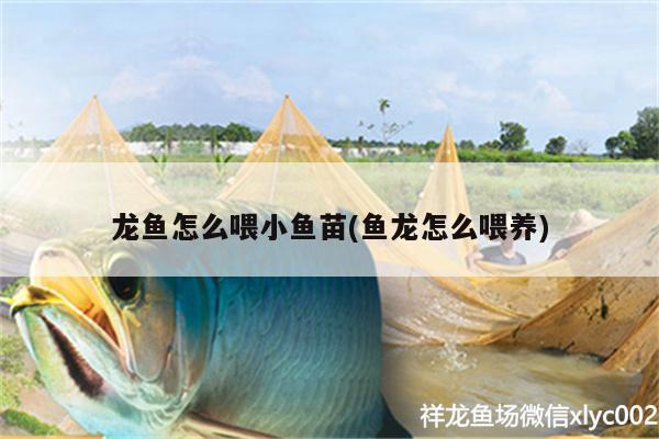 龍魚怎么喂小魚苗(魚龍怎么喂養(yǎng))