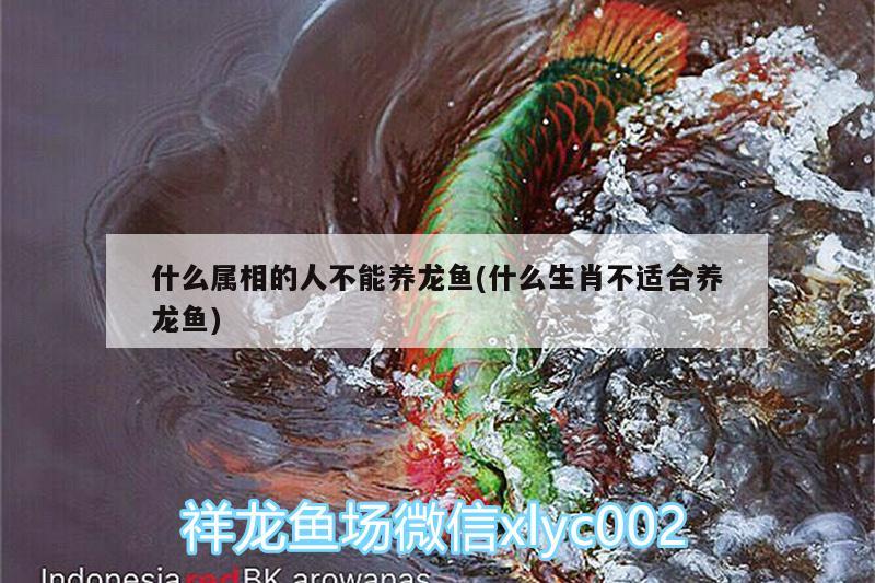 什么屬相的人不能養(yǎng)龍魚(yú)(什么生肖不適合養(yǎng)龍魚(yú)) 蘇虎