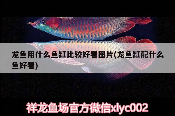 龍魚用什么魚缸比較好看圖片(龍魚缸配什么魚好看) 白化巴西龜（白巴）