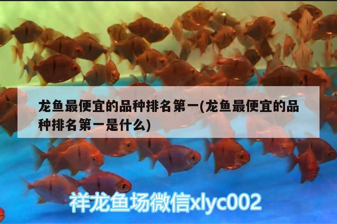 龍魚最便宜的品種排名第一(龍魚最便宜的品種排名第一是什么) 廣州水族器材濾材批發(fā)市場(chǎng)