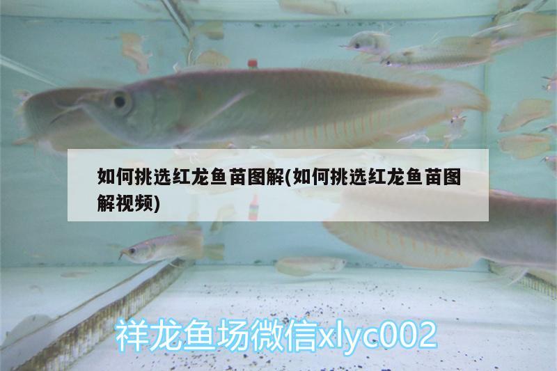 如何挑選紅龍魚苗圖解(如何挑選紅龍魚苗圖解視頻)