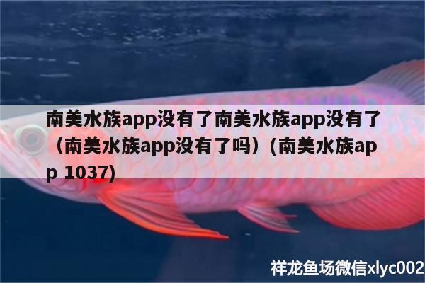 南美水族app沒(méi)有了南美水族app沒(méi)有了（南美水族app沒(méi)有了嗎）(南美水族app1037)