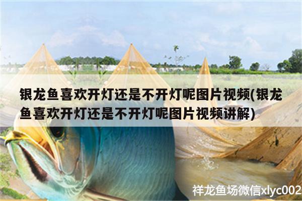 銀龍魚喜歡開燈還是不開燈呢圖片視頻(銀龍魚喜歡開燈還是不開燈呢圖片視頻講解) 銀龍魚百科