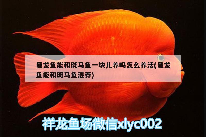 曼龍魚(yú)能和斑馬魚(yú)一塊兒養(yǎng)嗎怎么養(yǎng)活(曼龍魚(yú)能和斑馬魚(yú)混養(yǎng)) 蝴蝶鯉