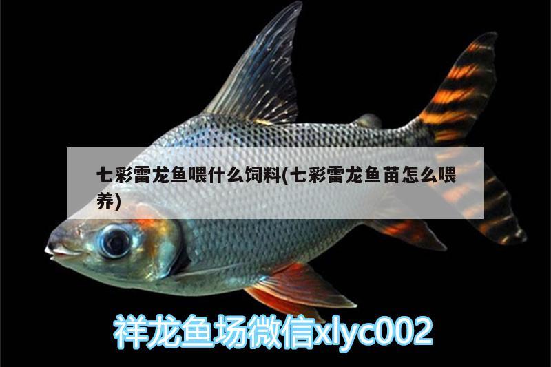 七彩雷龍魚喂什么飼料(七彩雷龍魚苗怎么喂養(yǎng))