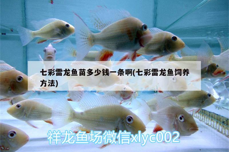 七彩雷龍魚苗多少錢一條啊(七彩雷龍魚飼養(yǎng)方法) 飛鳳魚苗