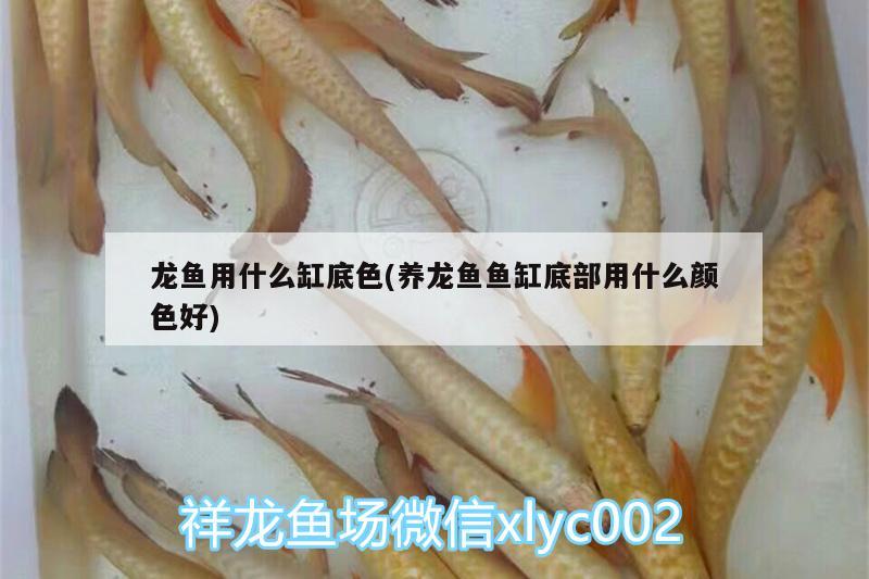 龍魚用什么缸底色(養(yǎng)龍魚魚缸底部用什么顏色好) 熊貓異形魚L46