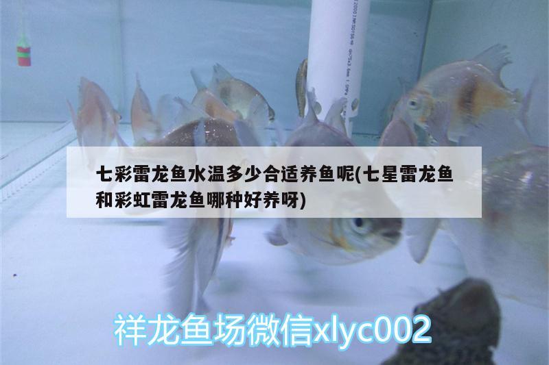 七彩雷龍魚水溫多少合適養(yǎng)魚呢(七星雷龍魚和彩虹雷龍魚哪種好養(yǎng)呀)