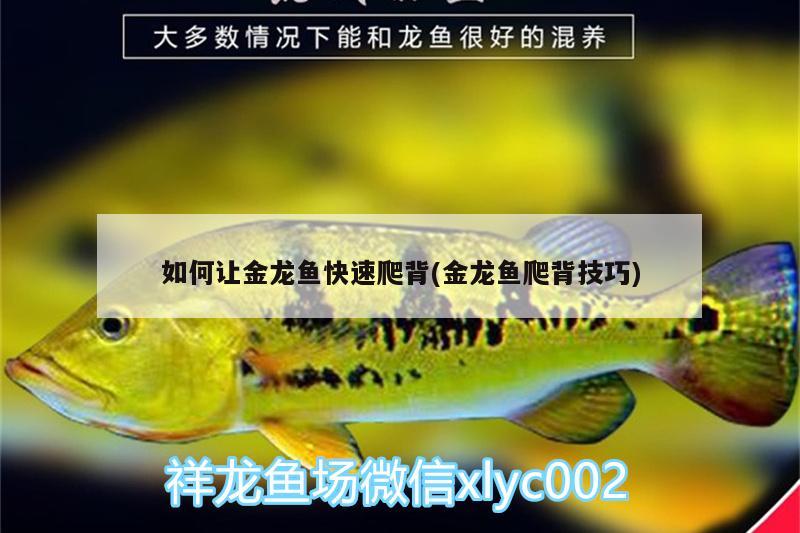 如何讓金龍魚快速爬背(金龍魚爬背技巧)