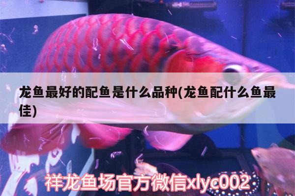 龍魚最好的配魚是什么品種(龍魚配什么魚最佳) 古典過背金龍魚