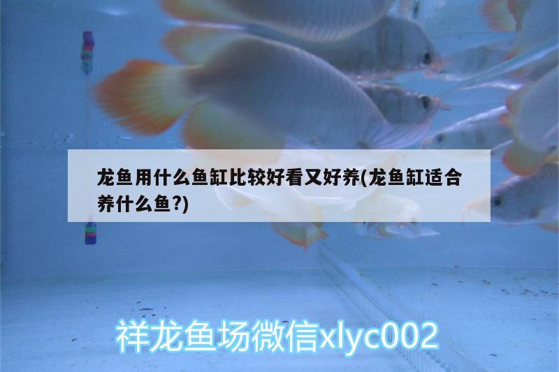 龍魚用什么魚缸比較好看又好養(yǎng)(龍魚缸適合養(yǎng)什么魚?) 紅龍福龍魚