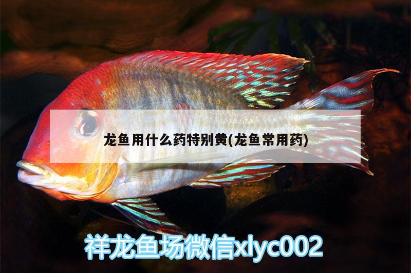 龍魚用什么藥特別黃(龍魚常用藥)