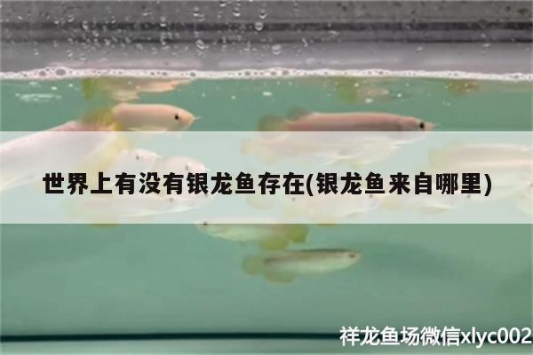 世界上有沒有銀龍魚存在(銀龍魚來自哪里) 銀龍魚百科