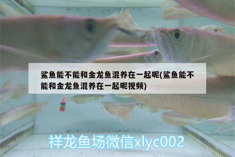 鯊魚能不能和金龍魚混養(yǎng)在一起呢(鯊魚能不能和金龍魚混養(yǎng)在一起呢視頻) 蘇虎