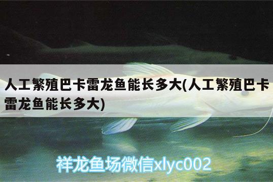 人工繁殖巴卡雷龍魚(yú)能長(zhǎng)多大(人工繁殖巴卡雷龍魚(yú)能長(zhǎng)多大)