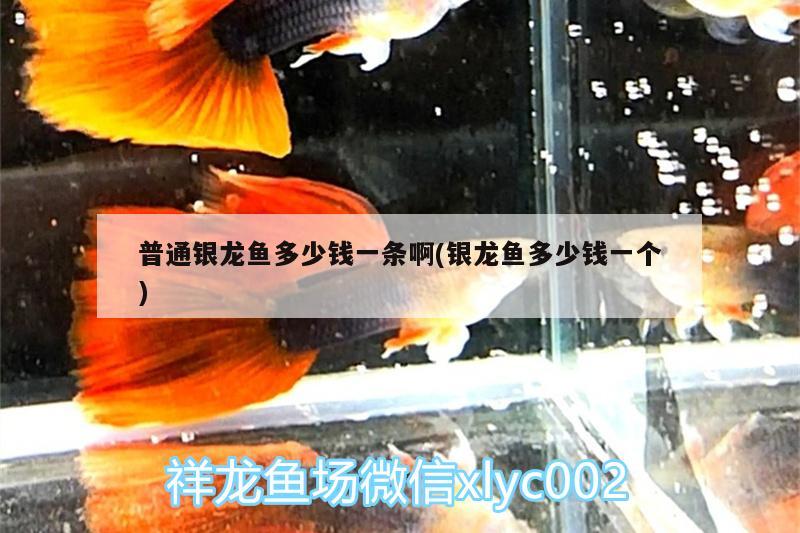 普通銀龍魚多少錢一條啊(銀龍魚多少錢一個) 銀龍魚百科