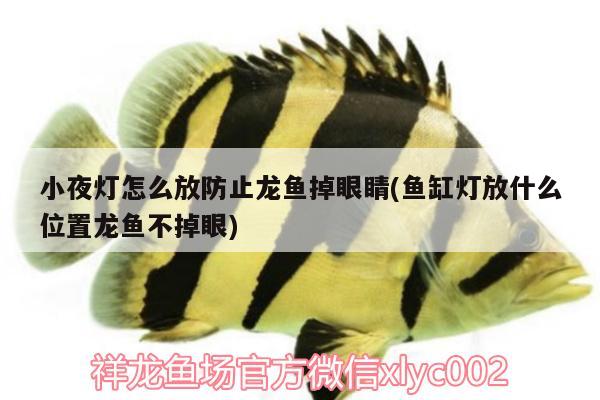 小夜燈怎么放防止龍魚掉眼睛(魚缸燈放什么位置龍魚不掉眼)