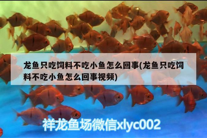 龍魚只吃飼料不吃小魚怎么回事(龍魚只吃飼料不吃小魚怎么回事視頻)