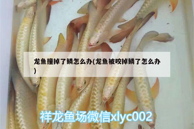 龍魚撞掉了鱗怎么辦(龍魚被咬掉鱗了怎么辦) 刀魚魚