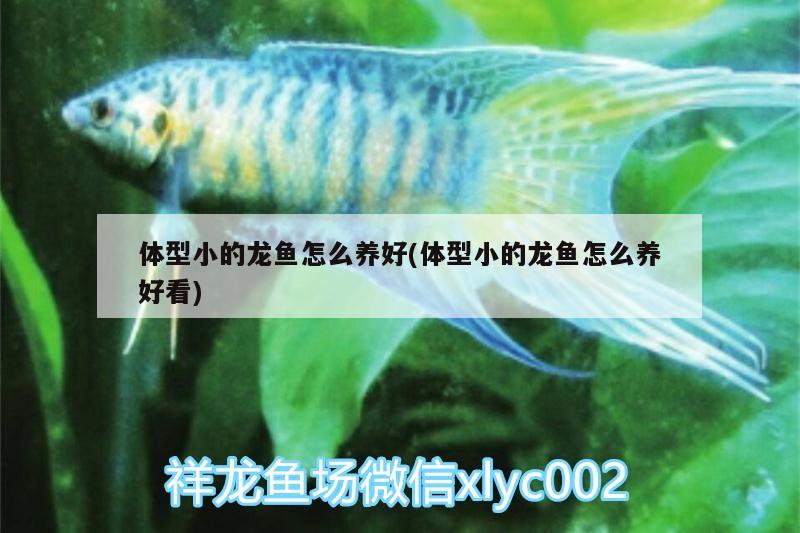 體型小的龍魚怎么養(yǎng)好(體型小的龍魚怎么養(yǎng)好看)