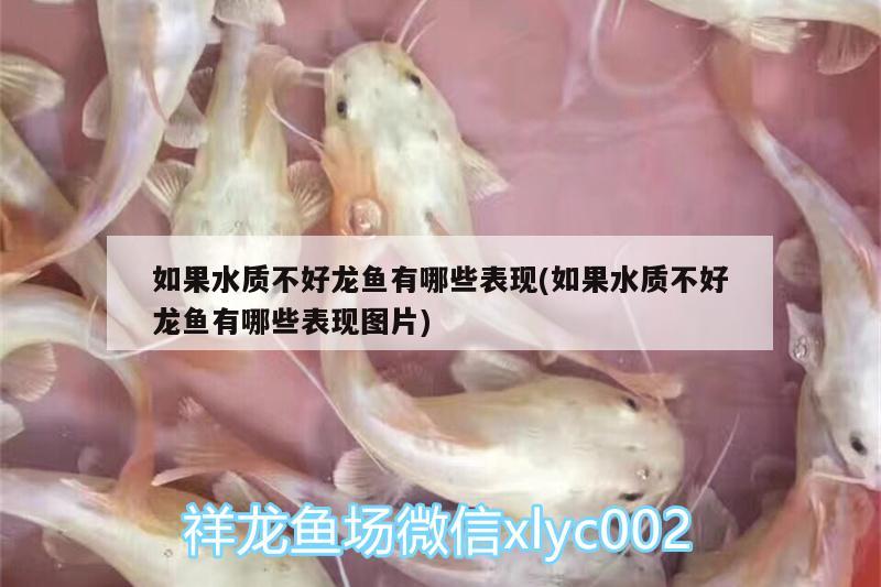 如果水質(zhì)不好龍魚(yú)有哪些表現(xiàn)(如果水質(zhì)不好龍魚(yú)有哪些表現(xiàn)圖片)