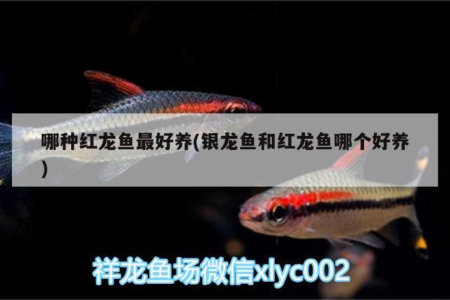 哪種紅龍魚最好養(yǎng)(銀龍魚和紅龍魚哪個好養(yǎng))