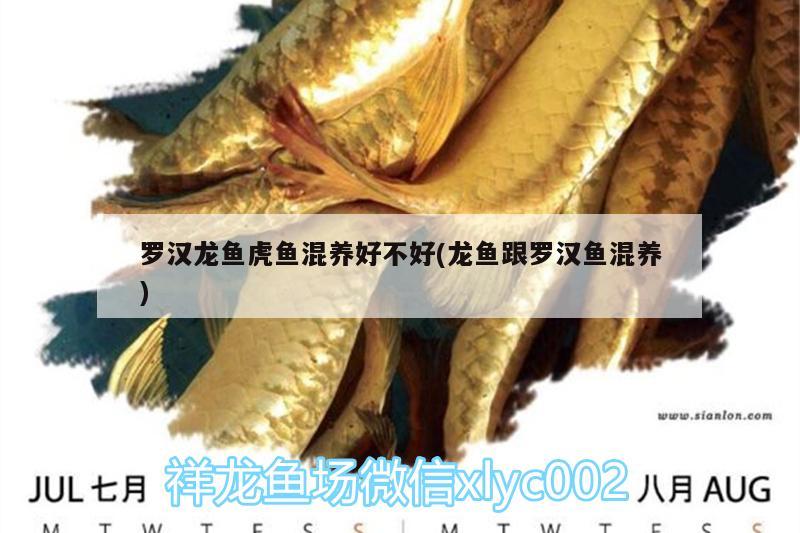 羅漢龍魚虎魚混養(yǎng)好不好(龍魚跟羅漢魚混養(yǎng))