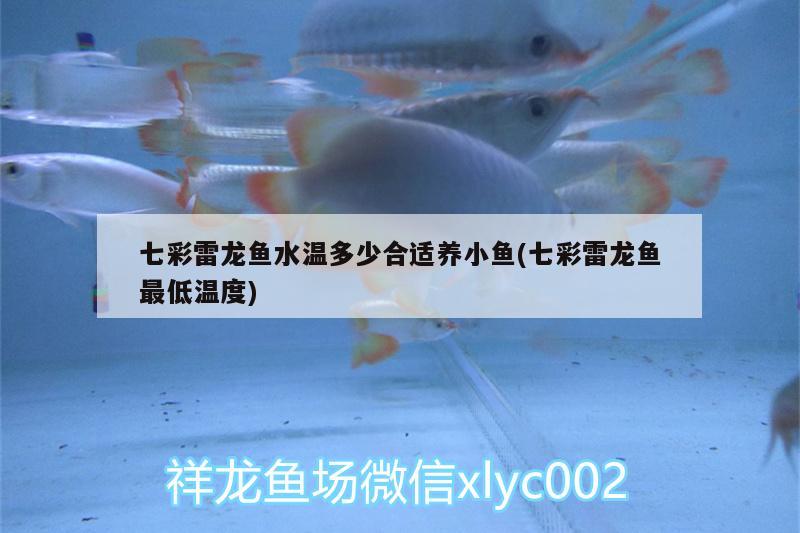 七彩雷龍魚水溫多少合適養(yǎng)小魚(七彩雷龍魚最低溫度) 雪龍魚