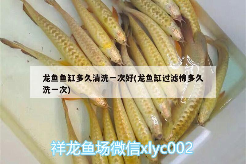 龍魚魚缸多久清洗一次好(龍魚缸過濾棉多久洗一次)