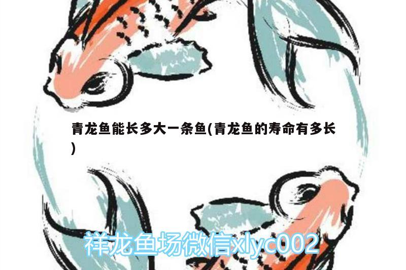 青龍魚能長多大一條魚(青龍魚的壽命有多長) 青龍魚