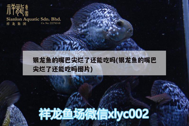 銀龍魚的嘴巴尖爛了還能吃嗎(銀龍魚的嘴巴尖爛了還能吃嗎圖片) 銀龍魚