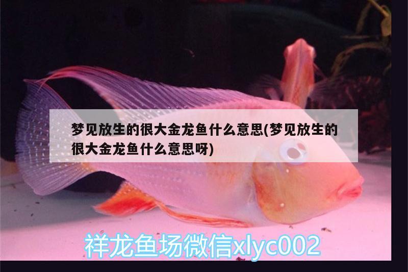 夢(mèng)見放生的很大金龍魚什么意思(夢(mèng)見放生的很大金龍魚什么意思呀)