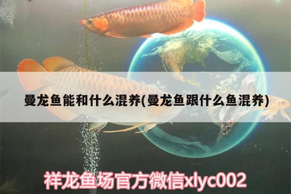 曼龍魚能和什么混養(yǎng)(曼龍魚跟什么魚混養(yǎng)) 孵化器