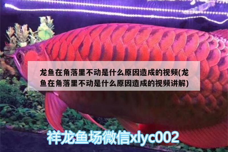 龍魚在角落里不動(dòng)是什么原因造成的視頻(龍魚在角落里不動(dòng)是什么原因造成的視頻講解) 高背金龍魚