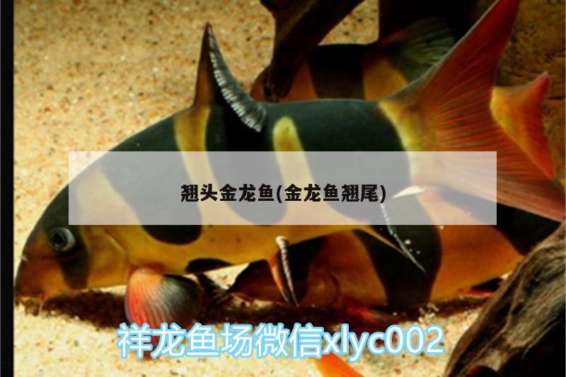 翹頭金龍魚(yú)(金龍魚(yú)翹尾) 肥料