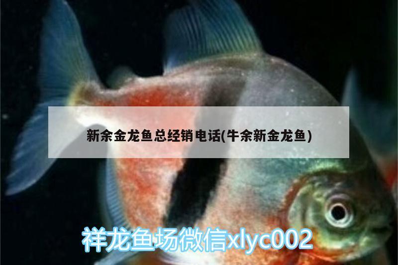 新余金龍魚總經(jīng)銷電話(牛余新金龍魚)