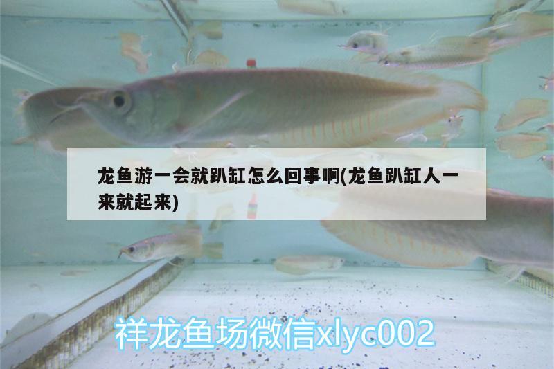 龍魚游一會就趴缸怎么回事啊(龍魚趴缸人一來就起來)