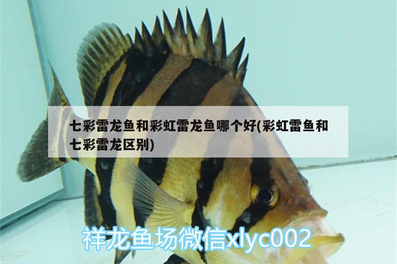 七彩雷龍魚和彩虹雷龍魚哪個好(彩虹雷魚和七彩雷龍區(qū)別) 龍魚專用燈