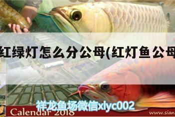 熱帶魚紅綠燈怎么分公母(紅燈魚公母怎么區(qū)分) 廣州觀賞魚批發(fā)市場