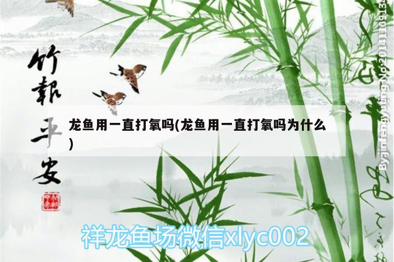 龍魚用一直打氧嗎(龍魚用一直打氧嗎為什么) 魚缸凈水劑