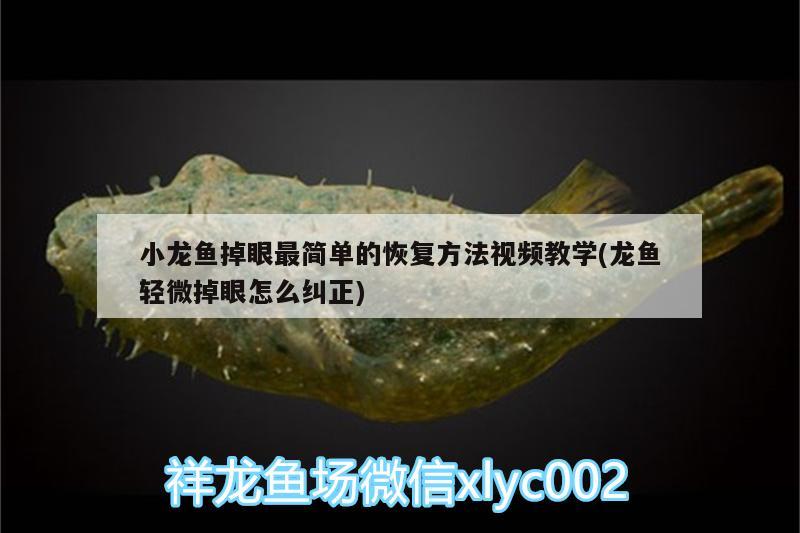 小龍魚(yú)掉眼最簡(jiǎn)單的恢復(fù)方法視頻教學(xué)(龍魚(yú)輕微掉眼怎么糾正)