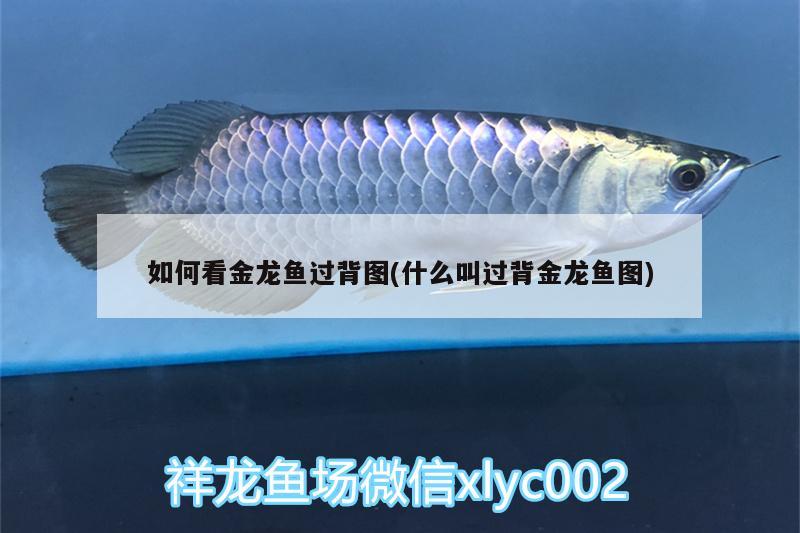 如何看金龍魚(yú)過(guò)背圖(什么叫過(guò)背金龍魚(yú)圖) 金龍魚(yú)百科