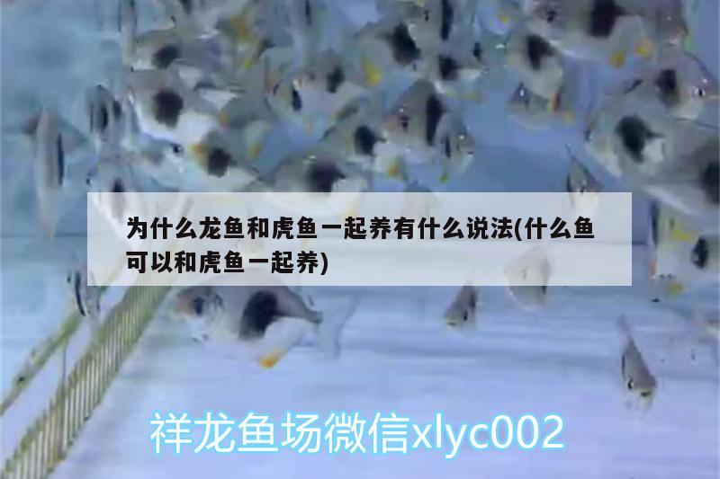 為什么龍魚和虎魚一起養(yǎng)有什么說法(什么魚可以和虎魚一起養(yǎng))