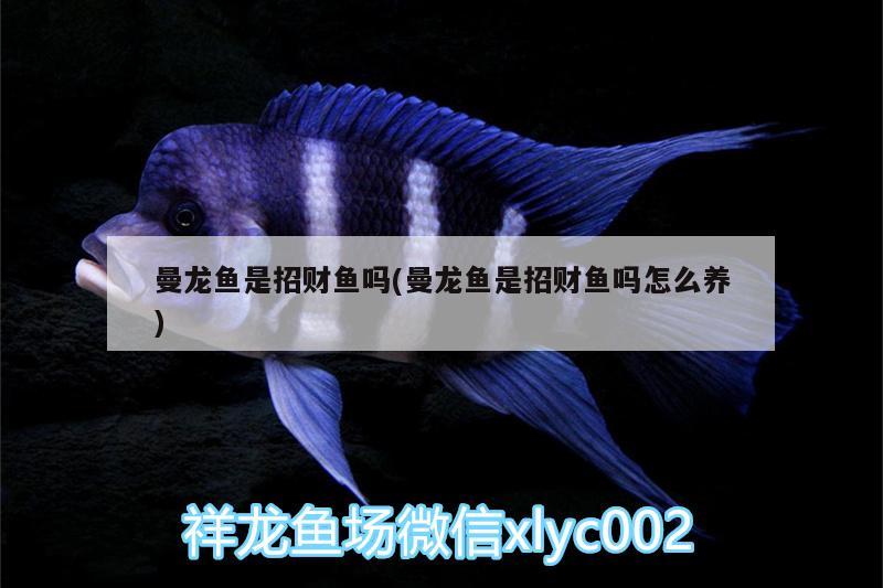 曼龍魚(yú)是招財(cái)魚(yú)嗎(曼龍魚(yú)是招財(cái)魚(yú)嗎怎么養(yǎng)) 藍(lán)底過(guò)背金龍魚(yú)