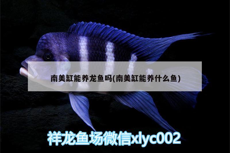 南美缸能養(yǎng)龍魚嗎(南美缸能養(yǎng)什么魚)