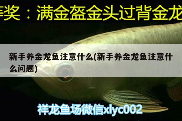 新手養(yǎng)金龍魚注意什么(新手養(yǎng)金龍魚注意什么問題)