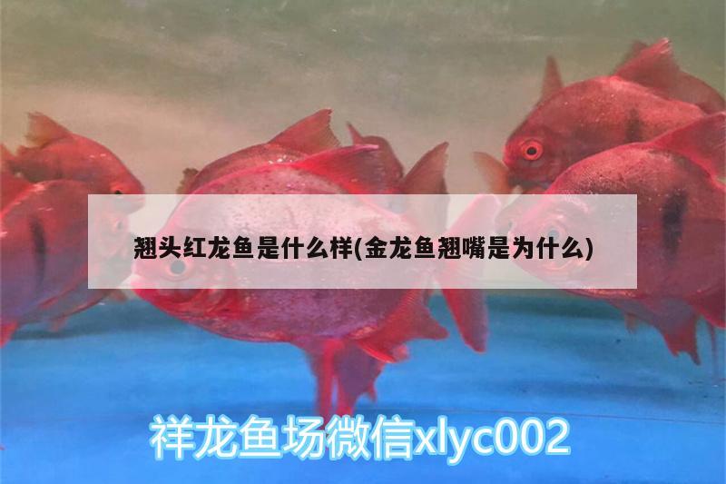 翹頭紅龍魚(yú)是什么樣(金龍魚(yú)翹嘴是為什么) 水溫計(jì)