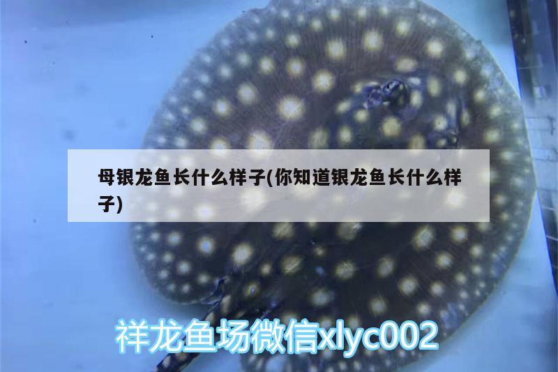 母銀龍魚長什么樣子(你知道銀龍魚長什么樣子)