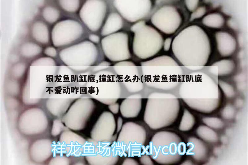 銀龍魚趴缸底,撞缸怎么辦(銀龍魚撞缸趴底不愛動咋回事)