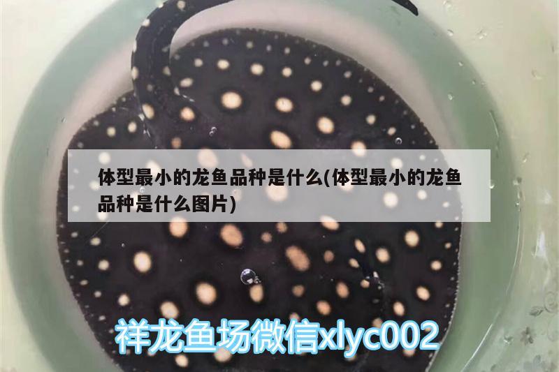 體型最小的龍魚品種是什么(體型最小的龍魚品種是什么圖片)